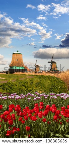 Traditional Dutch windmills with red tulips close the Amsterdam, Holland