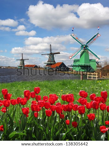 Traditional Dutch Windmills With Red Tulips Close The Amsterdam, Holland