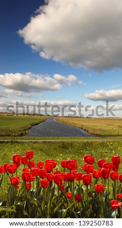 Amazing Holland landscape with red tulips against canal and bike route, Netherlands