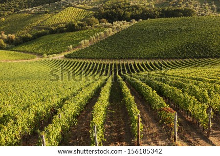 Famous Tuscany Vineyards Near The Florence In Italy