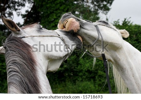 stock photo : Beautiful lovers