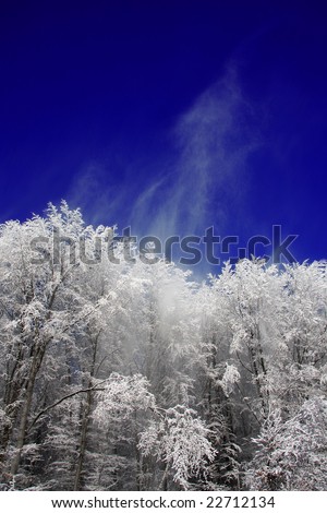 winter forest with a snow at the blue sky