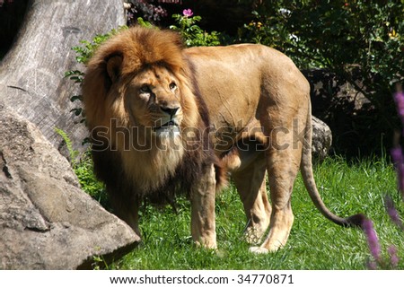 lion ready to hunt