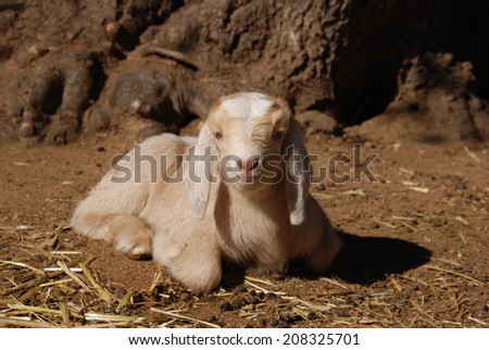 A Kinder buckling looks at the camera in rural California. He is a Boer & Kinder cross. Kinders are dual purpose goats while Boers are a meat breed. This is a twin from a Kinder doe & Boer buck