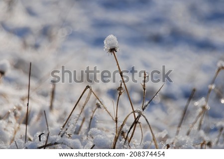Grass and flowers bend and bow to the weight of snow on a winter morning. One flower stands up under the pressure.