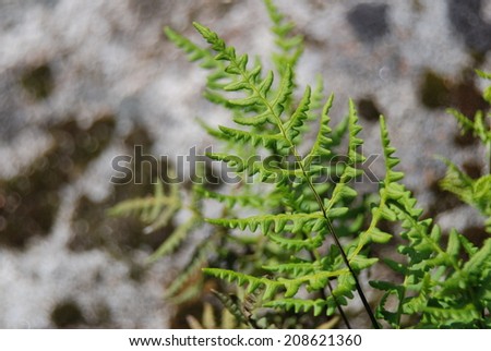 Ferns growing in the pine litter on the forest floor in California. A large, moss covered, granite boulder in the background offers protection.