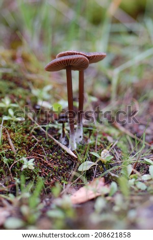 Brown mushrooms growing in decaying leaves and moss on a granite boulder in the Sierra Nevada foothills of California.