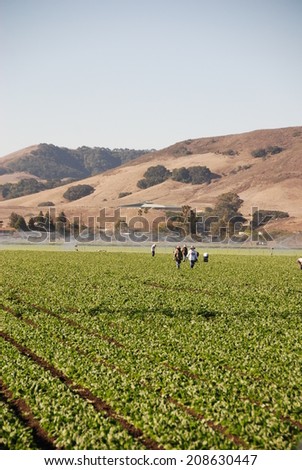 Field workers walk through rows of spinach. The future of fields like this are in question due to a devastating drought which has changed the landscape of rural California, making farmers nervous.