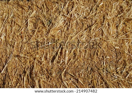A tightly packed bale of oat hay.