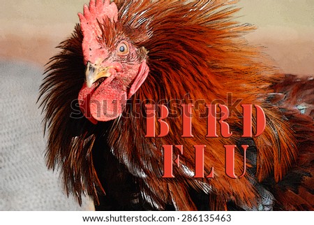 BIRD FLU in bold font over illustration of a crazy looking red rooster. Posters edge filter.