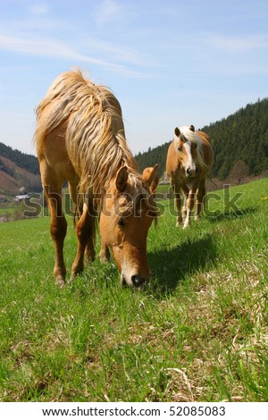 Two horses feed on grass