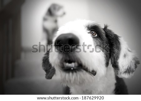 George (Old English Sheepdog) and Momo (Bearded Collie)...Very shallow depth of field with focus on Georges eye...Momo in the background.