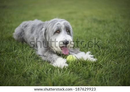 Bearded Collie with his big pink tongue out panting hard during tennis ball fetch play time which is is favorite activity.