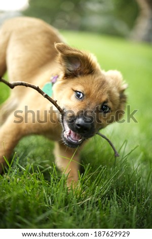 A mixed breed, very cute puppy lying on green grass chewing his/her favorite stick...