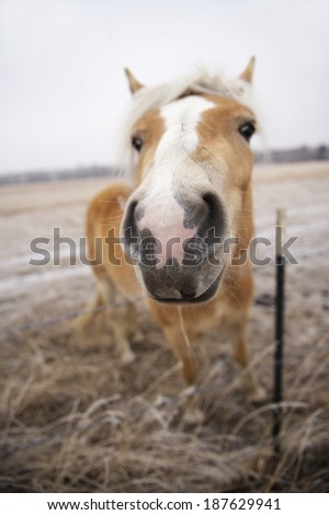 This horse loved having his photo taken. This photo was shot using a shallow depth of field. The horses nose/mouth are in focus for a funny perspective.