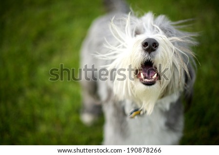 Bearded Collie Barking ready to play fetchÃ¢Â?Â¦Mom o barks wildly until the ball is dispatched for him...