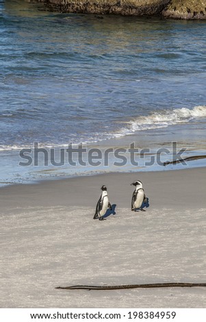 penguins\'s beach in cape town south africa