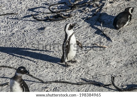penguins\'s beach in cape town south africa