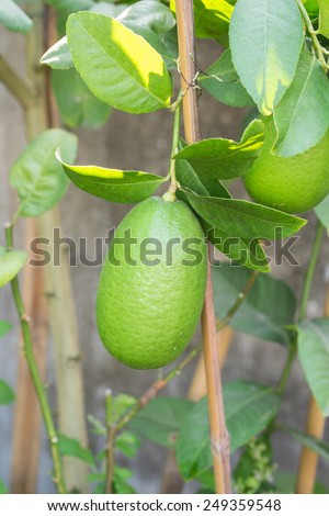 Close up Lemon tree with a lemon and leaves