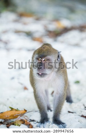 Monkey of Koh Phi Phi Don, in the Andaman Sea