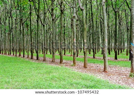 stock-photo-rubber-tree-plantation-in-vietnam-107495432.jpg