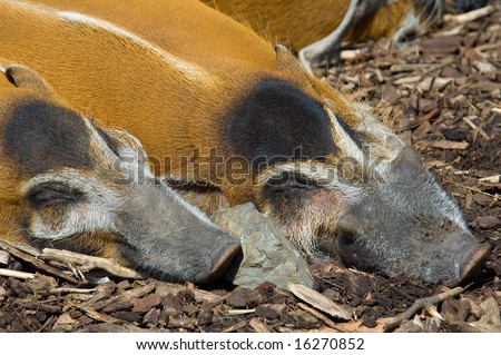 2 sleeping pigs