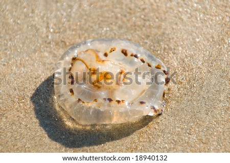 Brown Jellyfish