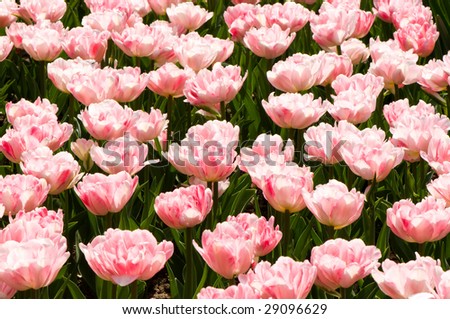 A bed of pink tulips taken with a wide angle lens