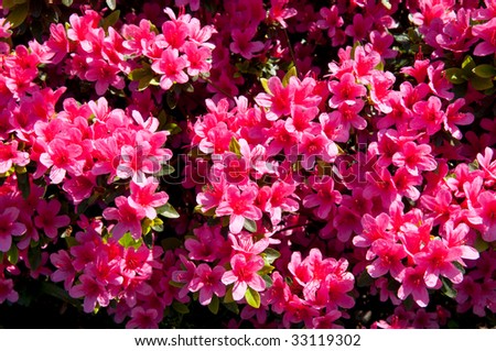 Azalea Pink Color