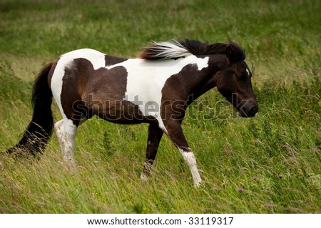 stock photo : a wild brown and white horse in the grass stock photo : a wild brown and white horse in the grass
