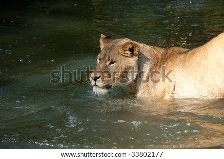 a fish hunting lion in the water