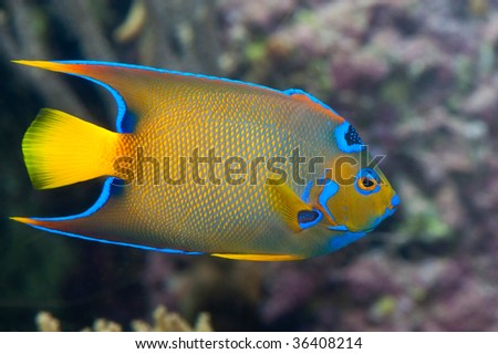 Tropical  Fish on Colorful Tropical Emperor Sea Fish Stock Photo 36408214