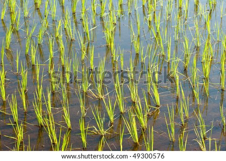 young planted rice plants in water