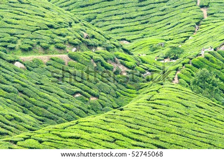 a landscape from the cameron highlands plantation