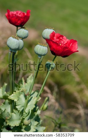 red poppies and seed buds