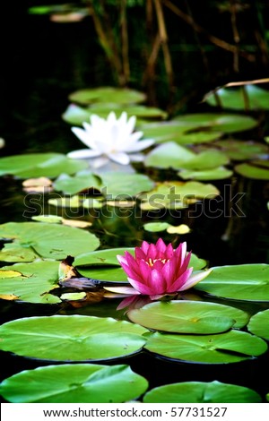 White and Red Water Lily
