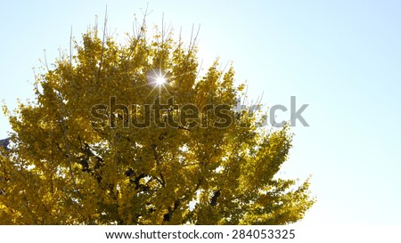 tree in the sun