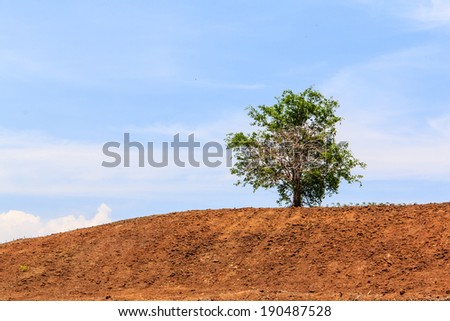 Lone tree on brown hill with blue sky