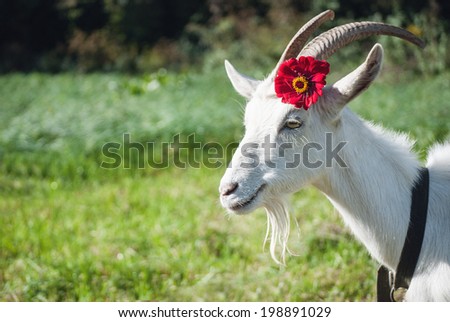 Funny goat\'s portrait with flower on a green sunny grass