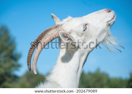 Goat with a big smile on blue sky background