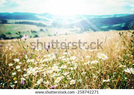 White  camomiles on the summer field in the mountains
