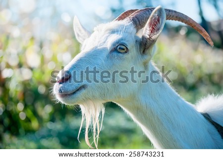 Goat with a big smile on the green grass