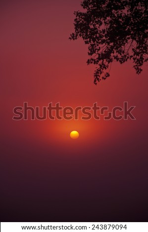 Landscape with tree branches and orange sun, which rises from the red mist.Summer.August