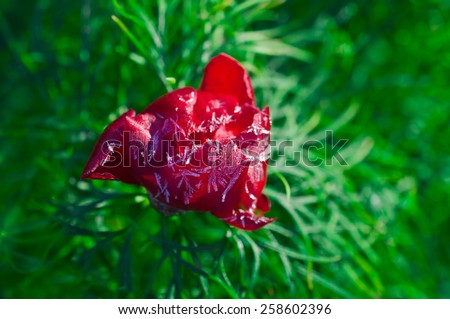 Red peony flower that begins to unfold in frost on a background of green leaves.Spring.April