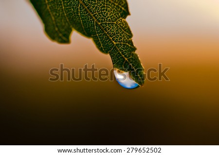 Blue dew drop hanging at the end of the leaf in the sunlight.It is clear leaf structure.Blurred background varies from light brown to dark brown