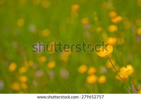 Bright, blurred background with yellow and orange spring flowers and green grass. Sunny day.May
