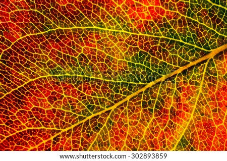 Structure of autumn leaf pear that was photographed closeup.You can see the vein lets leaf and change its color