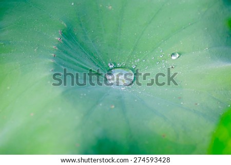beautiful water drops on lotus leaf ,background