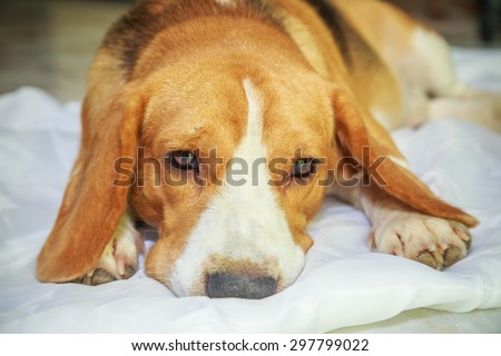 Nice beagle dog boy sleep on white fabric