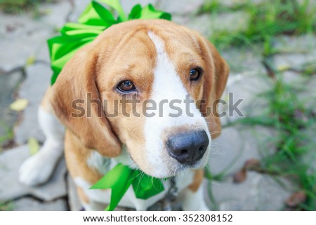 Beagle dog present with big green bow